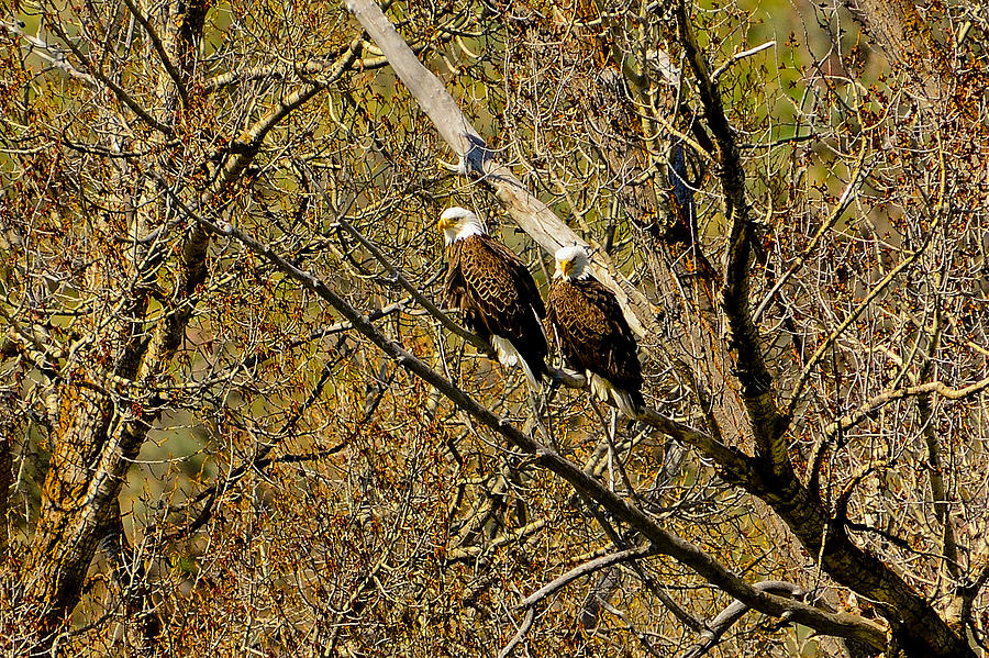 Yellowstone National Park Photograph - Eagle Pair by Greg Norrell