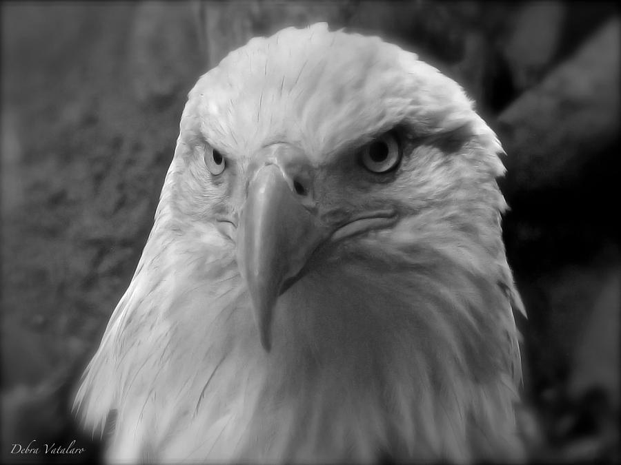 Wildlife Photograph - Eagle Portrait by Debra     Vatalaro