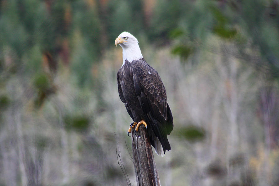 Eagle Pride Photograph by Cathie Douglas