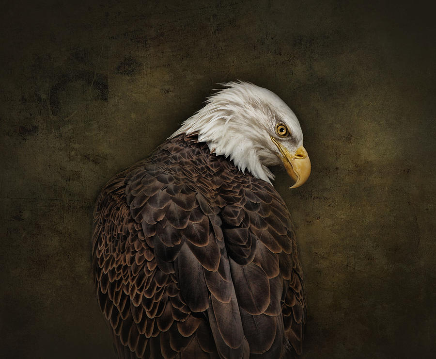 Eagle Profile Photograph by Pat Abbott