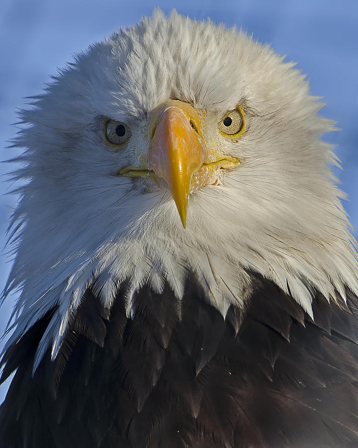 eagle-protrait-from-front-christian-sasse.jpg