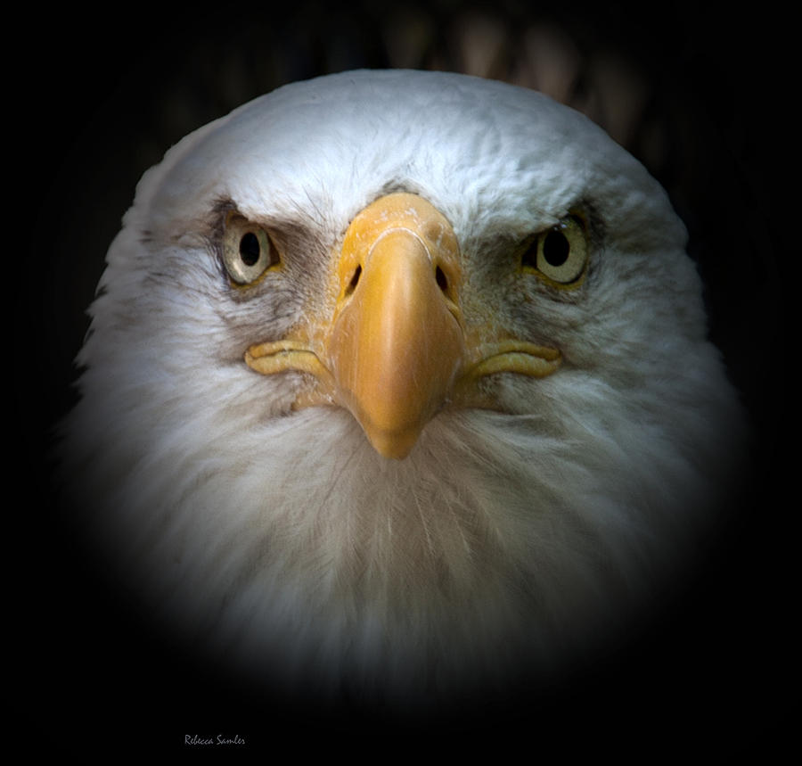 Eagle Photograph by Rebecca Samler