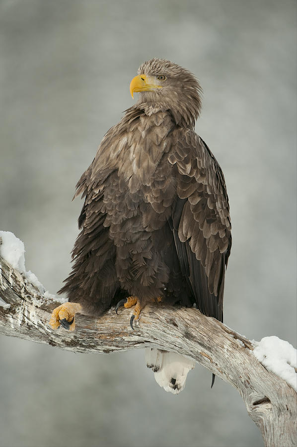 Eagle Relaxing On A Branch - Just Chillin Photograph