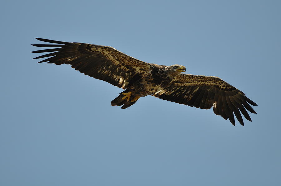 Eagle Photograph by Ron Carbone | Fine Art America