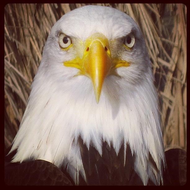 Eagle Photograph - Eagle Stare by Tony Benecke