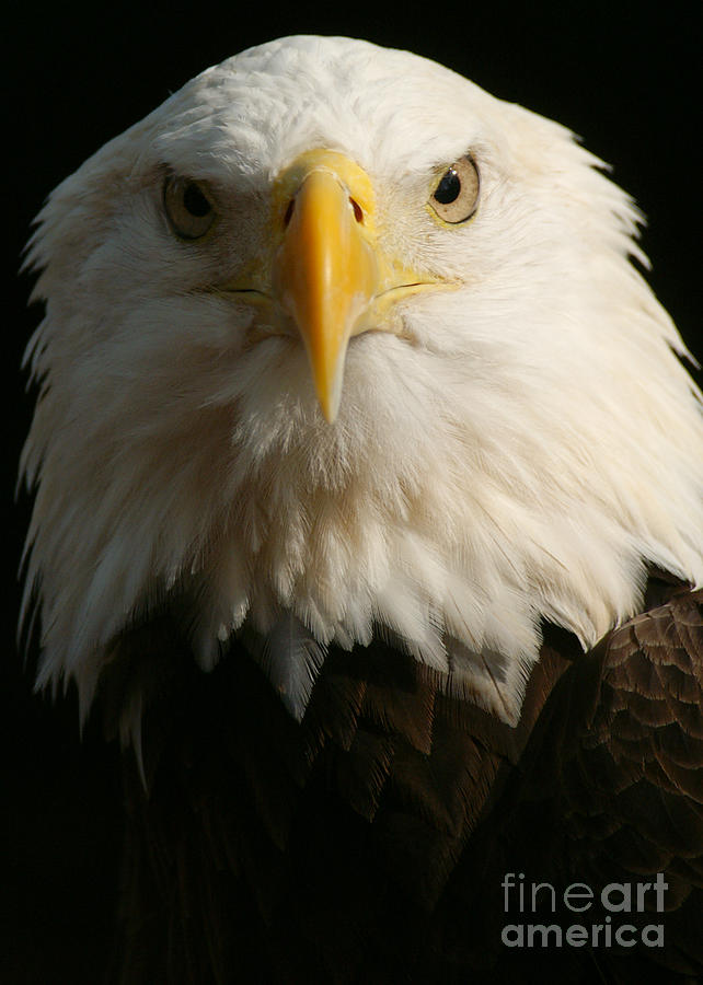Eagle Strong Photograph by Jack Norton