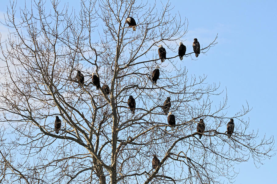 Eagle tree Photograph by Pierre Leclerc Photography