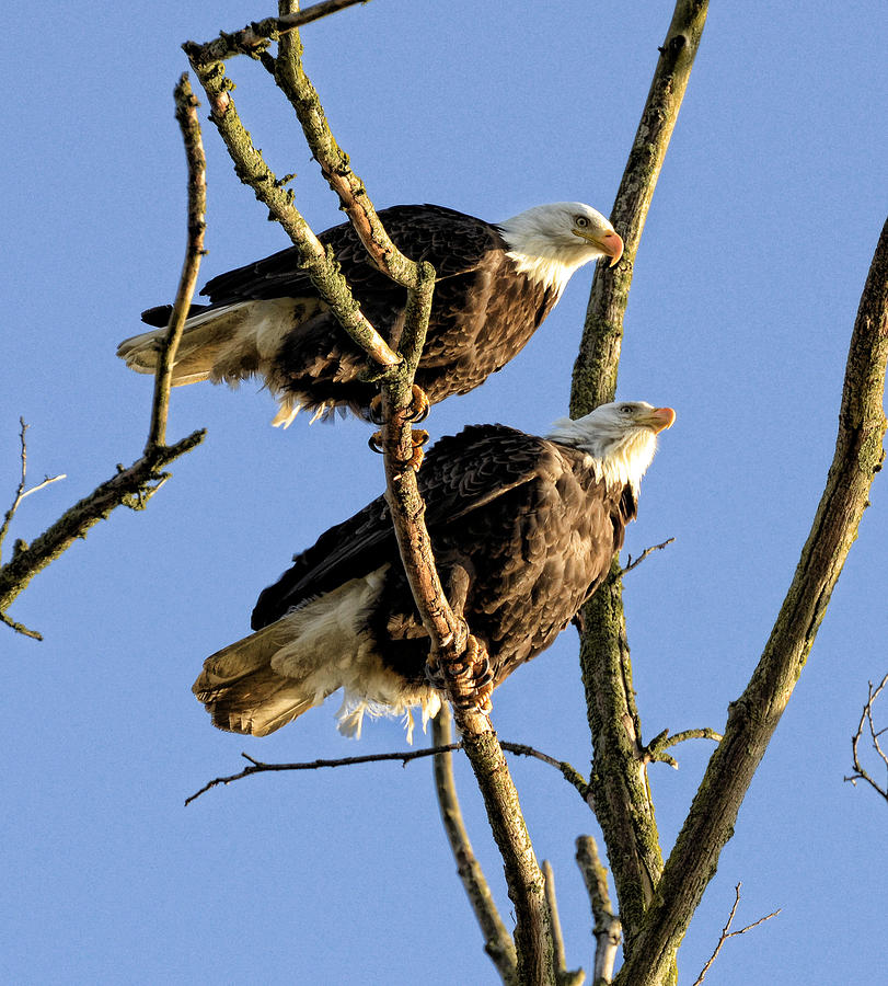 Eagle Watchers Photograph by Lawrence Christopher