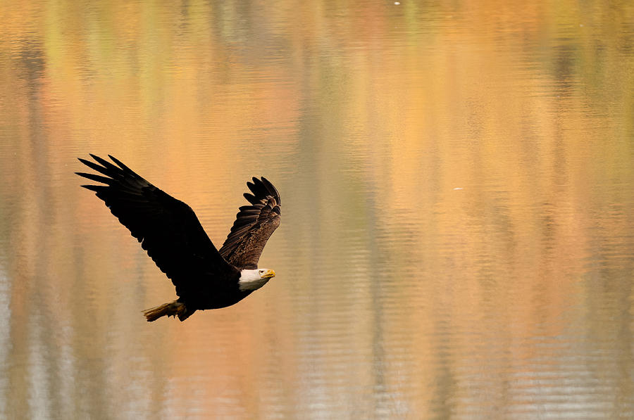 Eagle With Autumn Reflection Photograph
