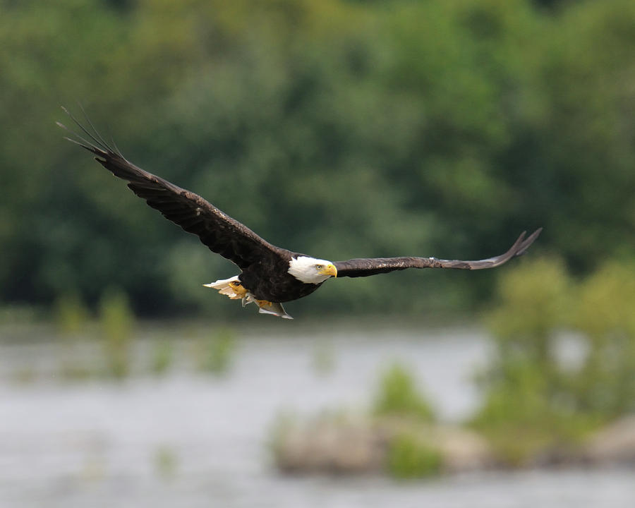 Eagle With Fish Photograph by Craig Leaper