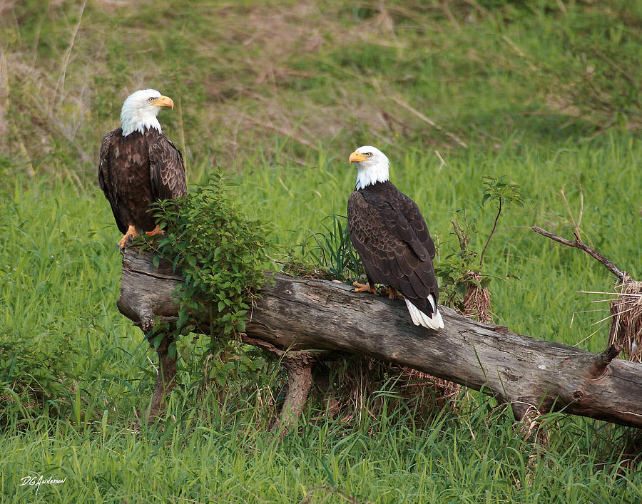 Eagles a pair Photograph by Don Anderson