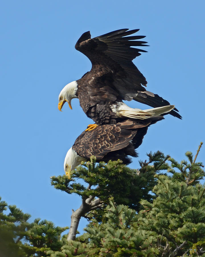 Eagles In Love Photograph by Sasse Photo