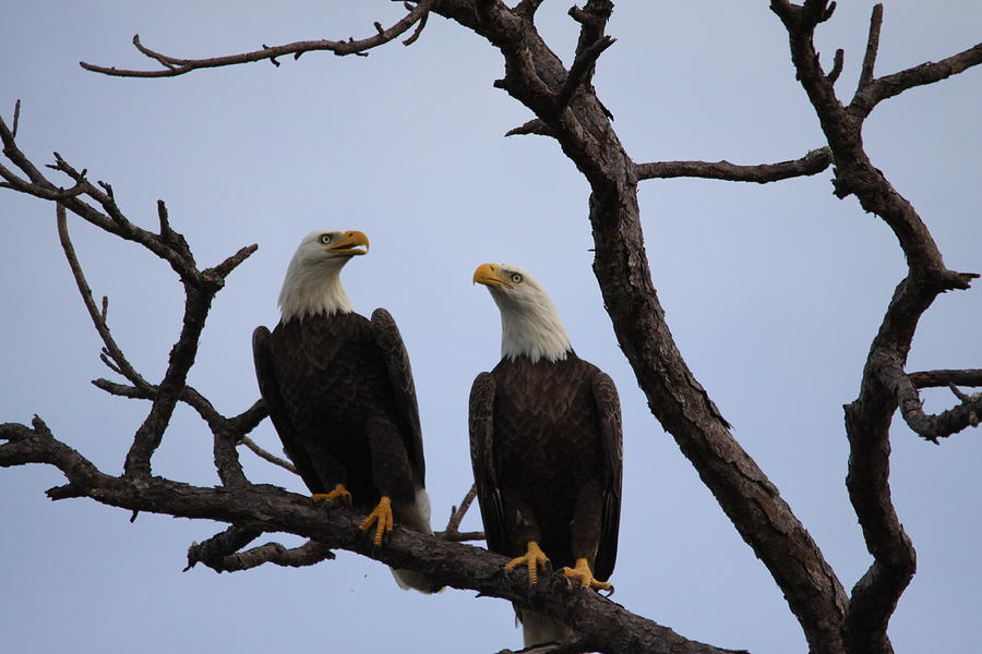 Eagles Photograph by Jeanne Andrews