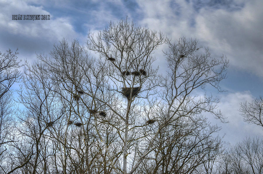 Eagles nest among heron nests Photograph by Brian Stevens