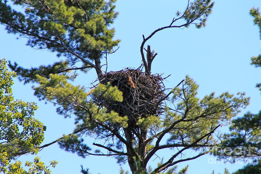 Eagles Nest Photograph by Pamela Walrath