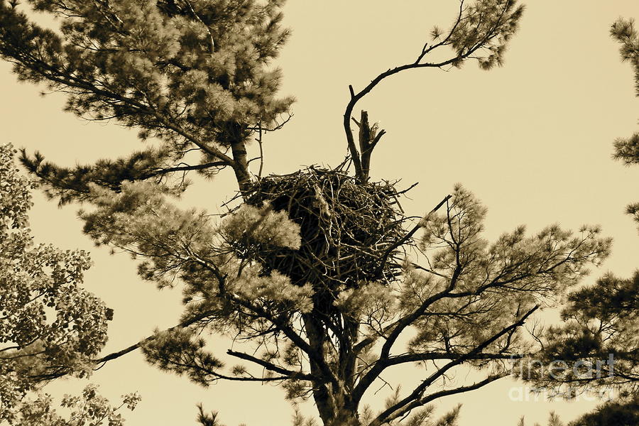 Eagles Nest Sepia Photograph by Pamela Walrath