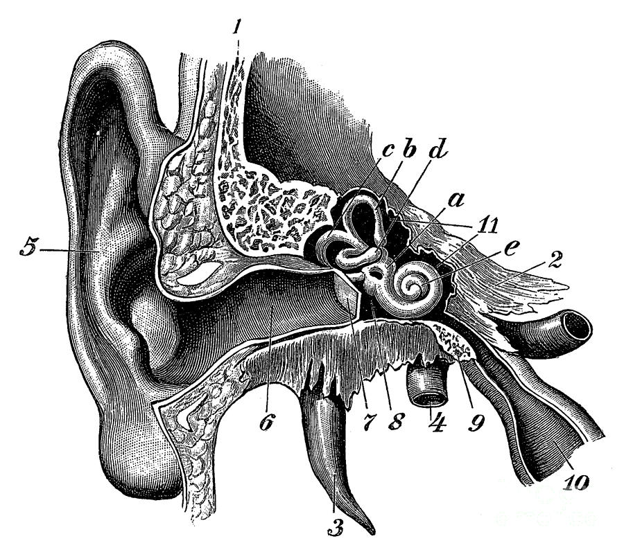 Ear Anatomy Photograph by Science Source