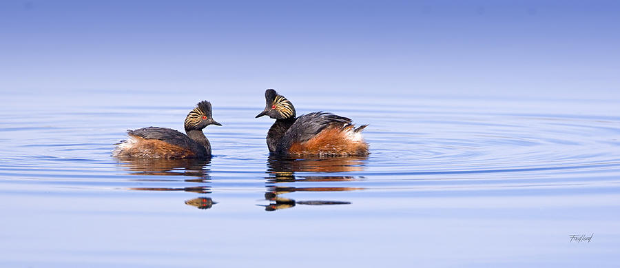 Eared Grebe pair in Mating Display Photograph by Fred J Lord