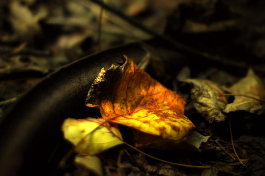 Early Autumn Gold Photograph by Rebecca Sherman