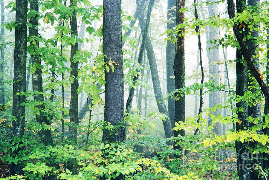 Early Autumn Misty Woods Photograph