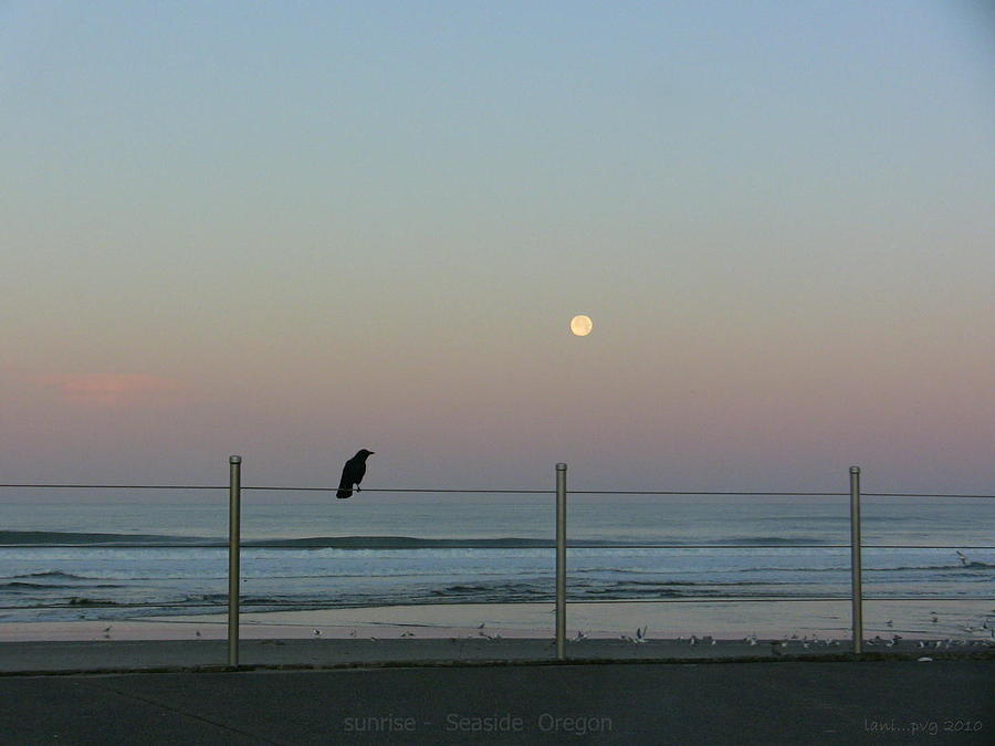 Early Bird Rises Photograph by Lani Richmond Elvenia