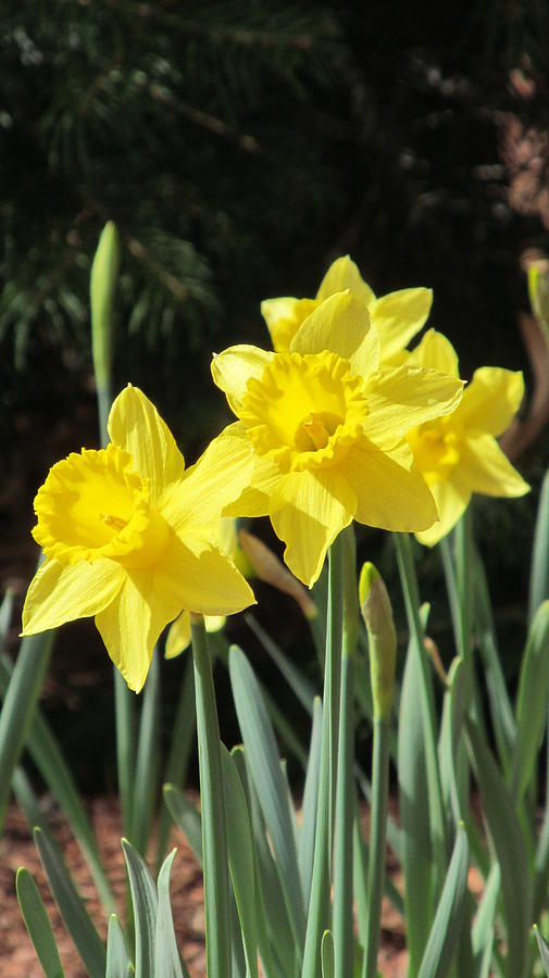 Early Daffodils Photograph by Loretta Pokorny