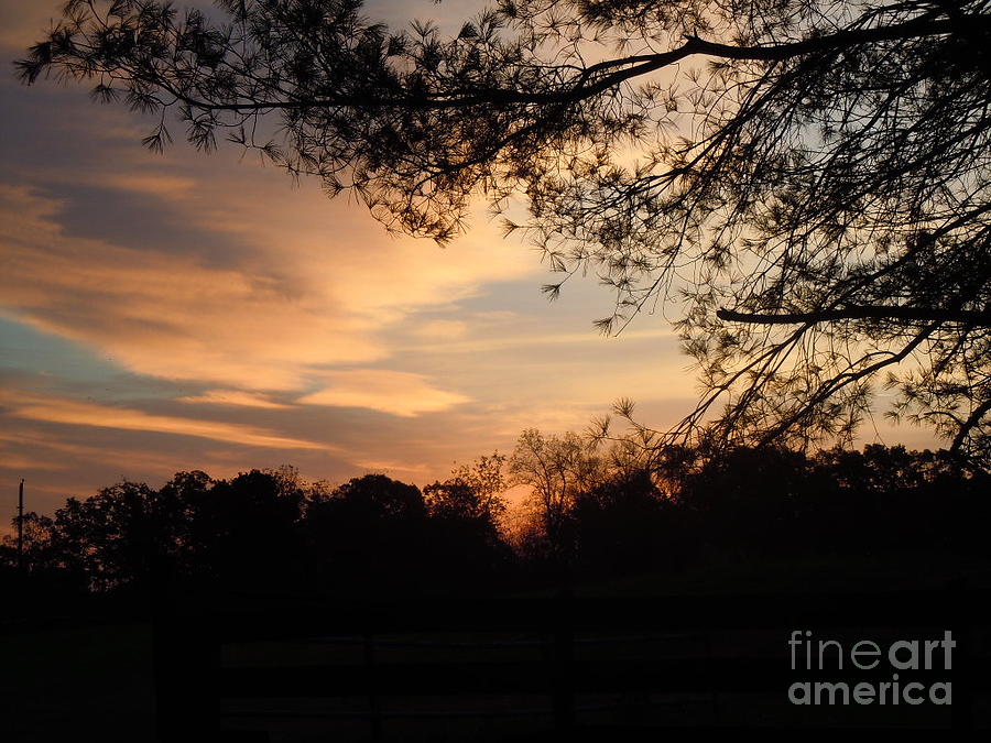 Tree Photograph - Early Dawn by Pauline Ross