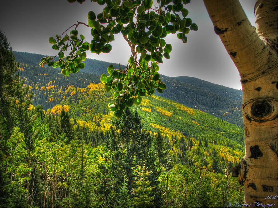 Early Fall in the Sangres Photograph by Aaron Burrows
