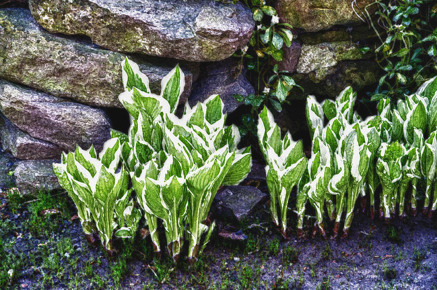 Spring Photograph - Early Hosta by Ross Powell