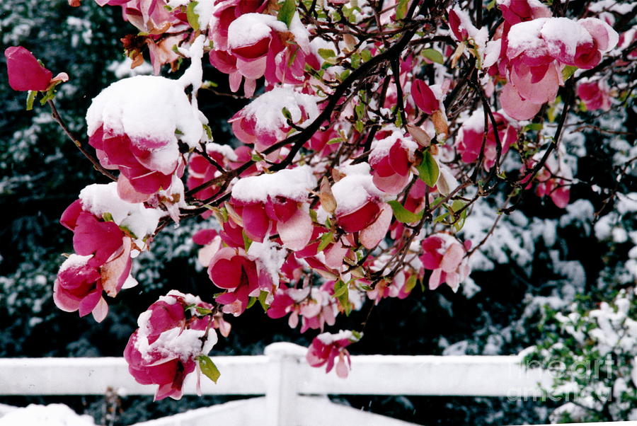 Early Magnolia Late Snow Photograph by Byron Varvarigos