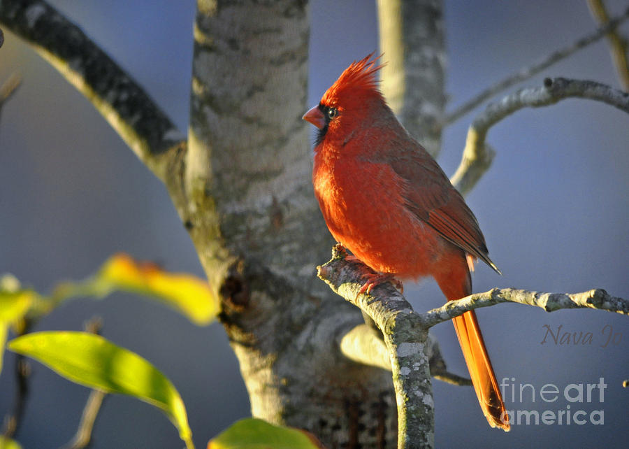 Magnolia Movie Photograph - Early Morning Cardinal by Nava Thompson
