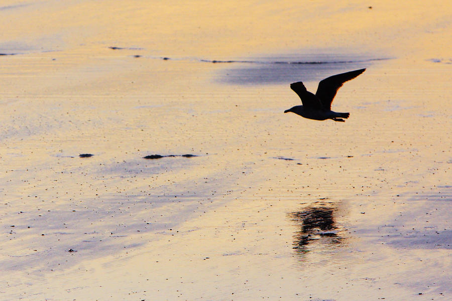 Seagull Photograph - Early Morning Flight by Rick Berk