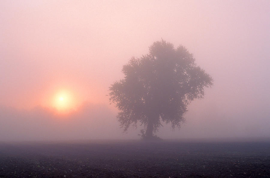 Early Morning Mist Photograph by Larry Landolfi