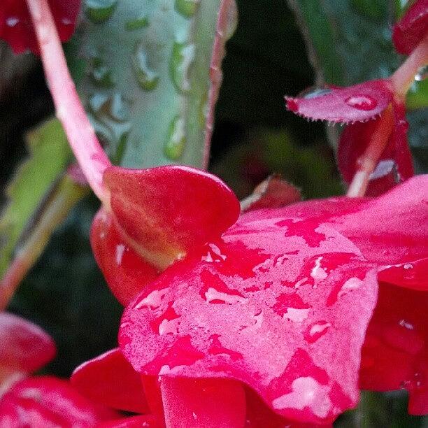 Floral Photograph - Early Morning Post-rain Drops #macro by Teresa Mork