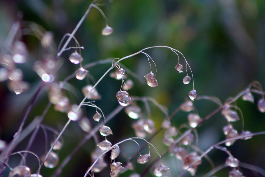 Nature Photograph - Early Morning Rain by Deborah Hall Barry