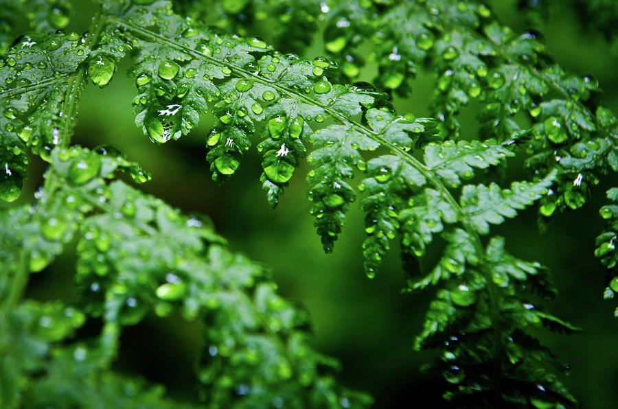 Early Morning Rain Photograph by Joan McDaniel - Fine Art America