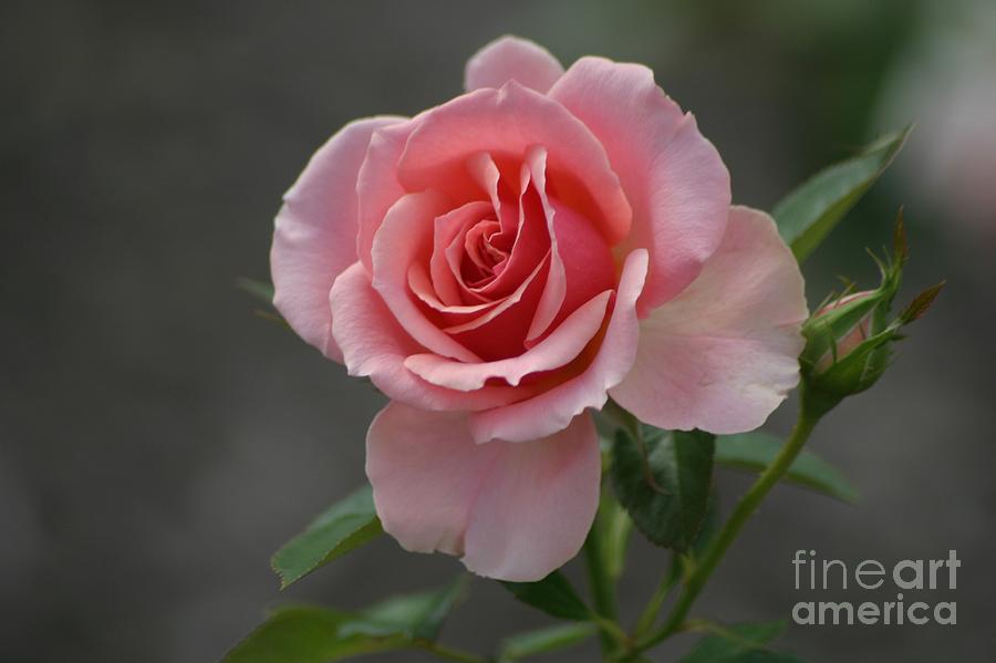 Early Morning Rose Photograph by Living Color Photography Lorraine Lynch