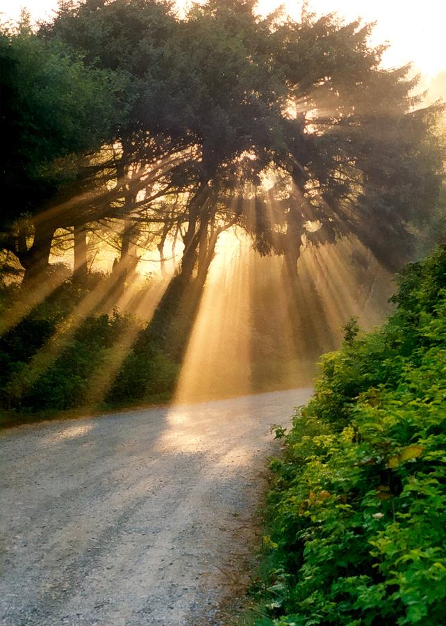 Early Morning Sunlight Photograph by Michelle Calkins