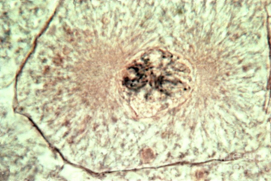 Mitosis Photograph - Early Prophase by Science Source