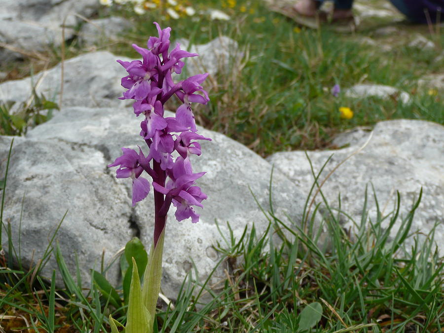 Early Purple Orchid Photograph by Rob Hemphill