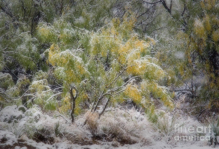 Early Snow Palo Duro Canyon Photograph by Fred Lassmann
