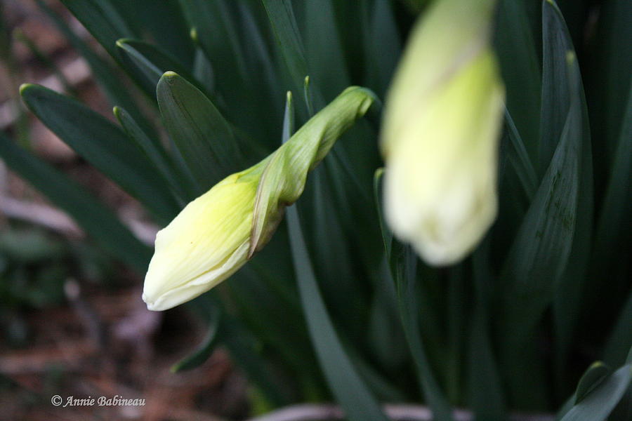 Spring Photograph - Early Spring by Annie Babineau