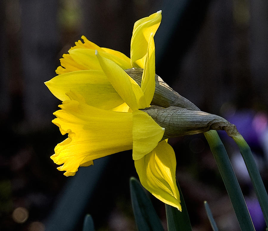 Nature Photograph - Early Spring by Michael Friedman