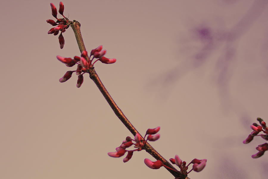 Early Spring Redbud Photograph by Barbara Dean