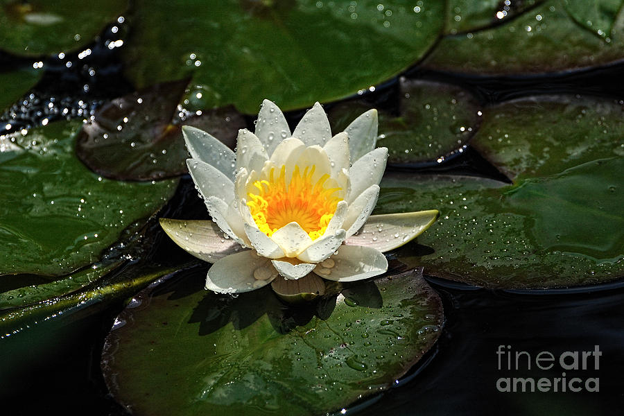 Early Water Lily Photograph by Edward Sobuta