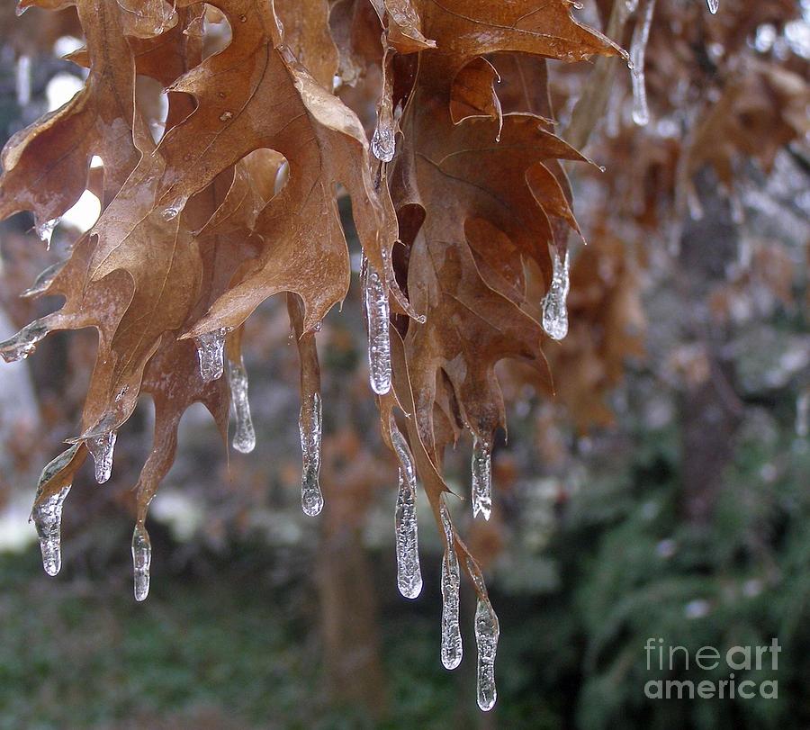 Early Winter Icicles Photograph by Louise Peardon