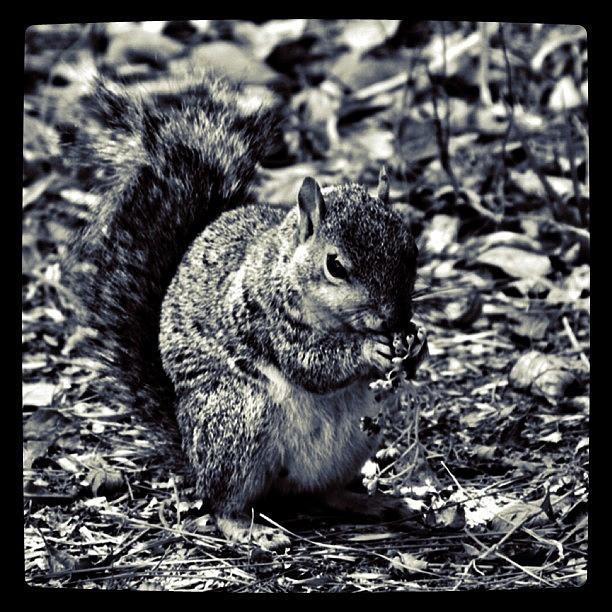Squirrel Photograph - Early Winter Prep by S Michelle Reese