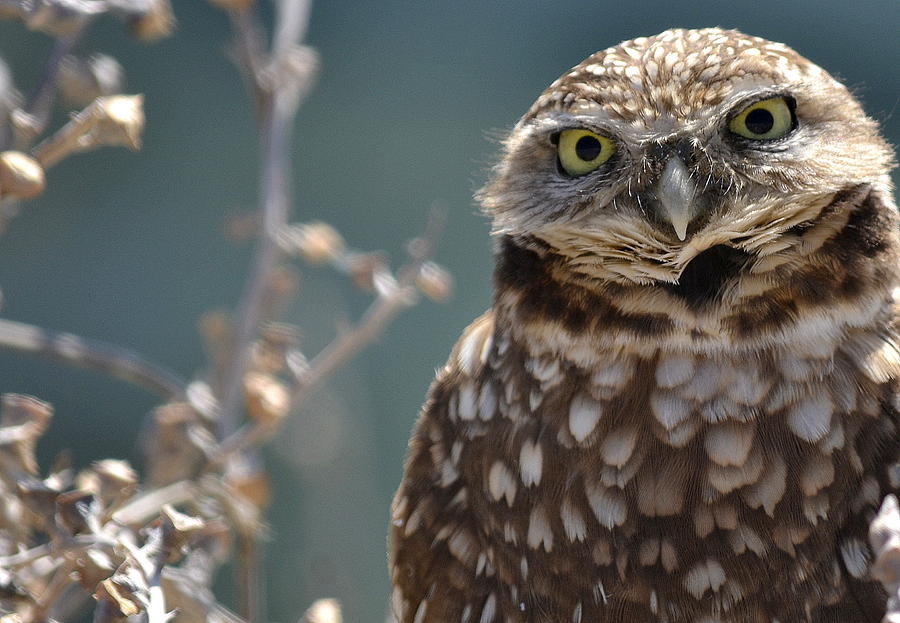 Earnest Owl Photograph by Fraida Gutovich