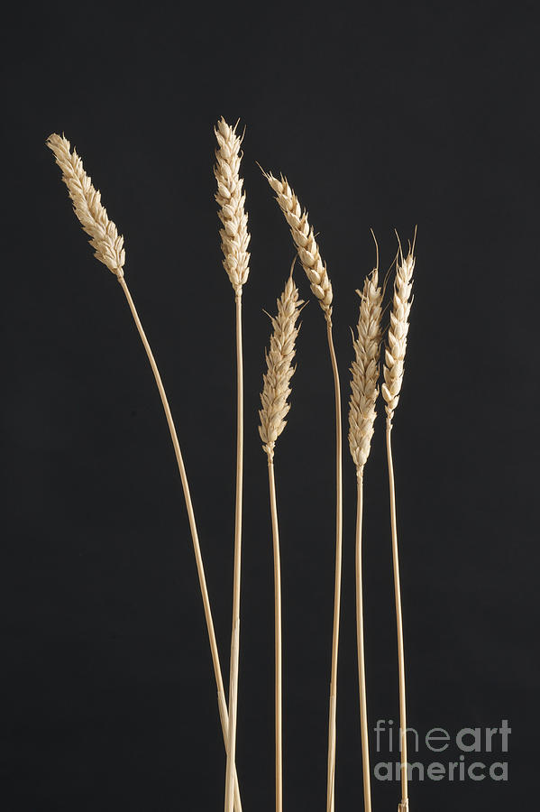 Agriculture Photograph - Ears Of Wheat by Bernard Jaubert Agriculture Photograph - Ears Of Wheat by Bernard Jaubert