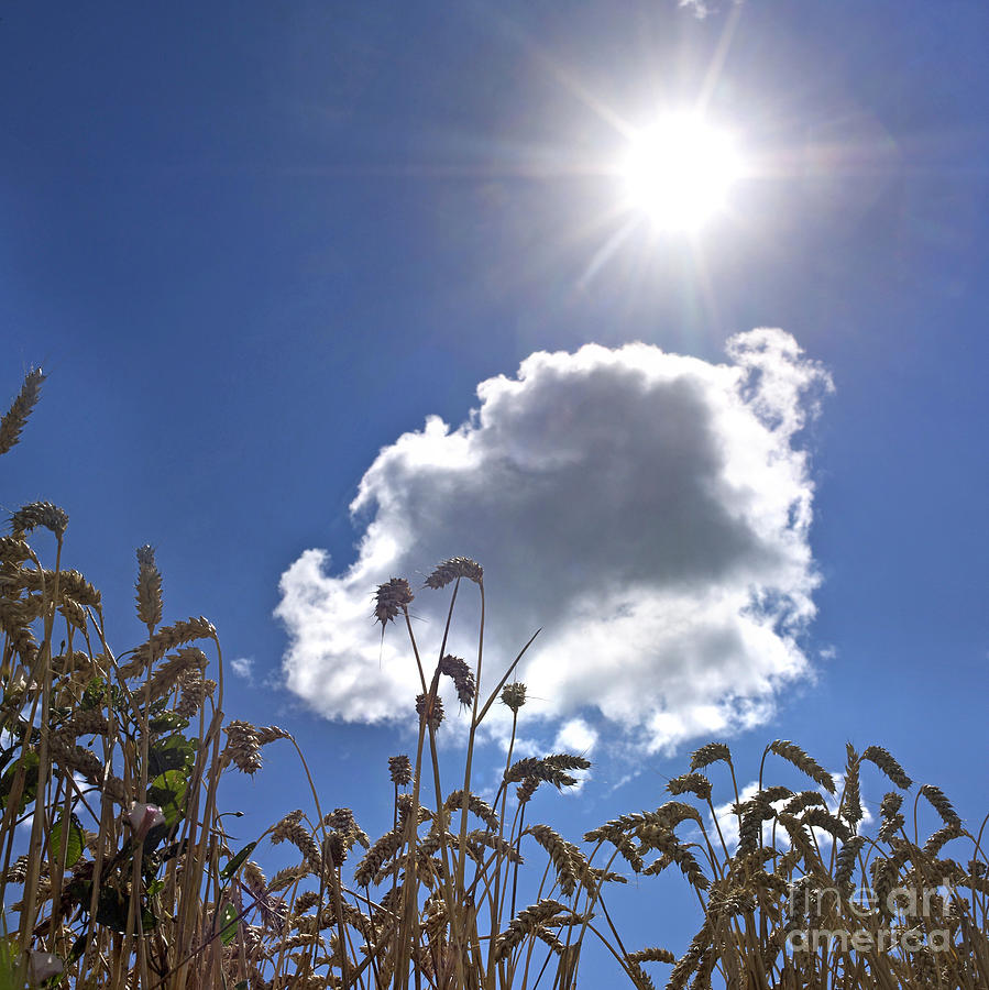 Rural Scene Photograph - Ears of wheat under a blue sky with a single cloud by Bernard Jaubert